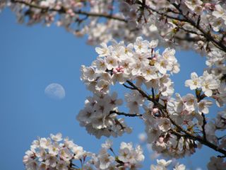 遠方の月と手前の桜は同時に焦点合いません。