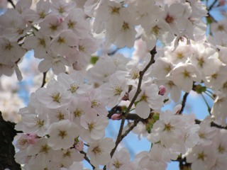 平野神社桜１