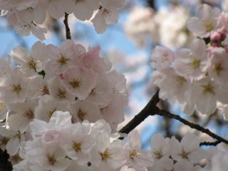 平野神社桜２